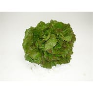 Le Potager de Marie Line salade batavia rouge bio