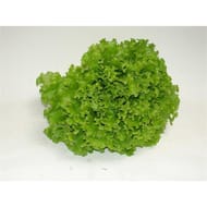 Le Potager de Marie Line salade batavia bio