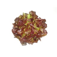 Le Potager de Marie Line salade feuille de chêne rouge bio