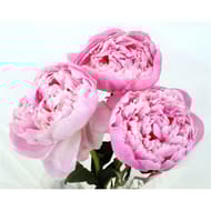 Bouquet de 3 pivoines