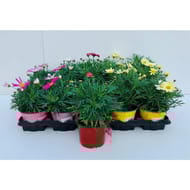 Anthemis série 2 pot 10cm5