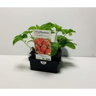 Fraisier gariguette B6