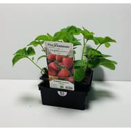 Fraisier ostara B6