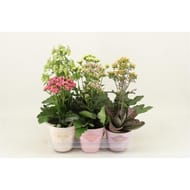 Kalanchoe mélange
