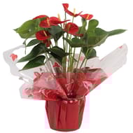 Anthurium pot 17 emballage fleuriste