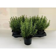 Romarin P14cm