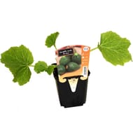Plants de courgette ronde de nice pot 10cm 0.5l