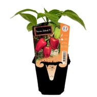 Plants de poivron doux pot 10cm 0.5l