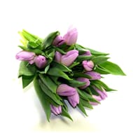 15 tulipes mauves Carrefour