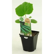 Concombre tanja bio pot 0.5L