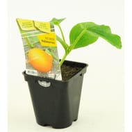 Potiron potimarron pot 0.5L