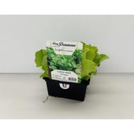 Barquette de 12 salades