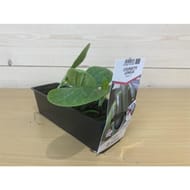 Courgette longue astia F1 verte B3 motte de 7