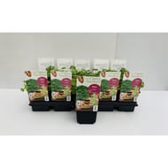 Persil frisé pot 1L