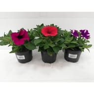 Petunia retombant 0.5L