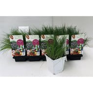 Ciboulette pot 1L
