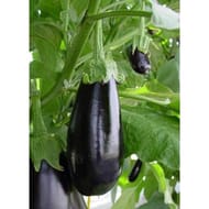 Aubergine classic F1 B03