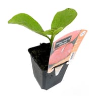 Plants de potiron pot 10cm 0.5l