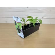 Aubergine longue baluroi F1 violette B3 motte de 7