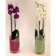 Phalaenopsis 2 tiges dans vase