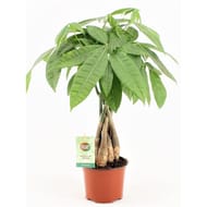 Plante verte mixte pot 12 cm