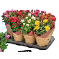 Rosier pot 12 cm gobelet