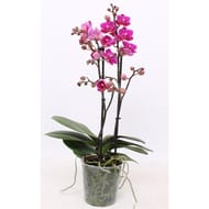 Phalaenopsis multiflora 2 tiges pot 12 cm