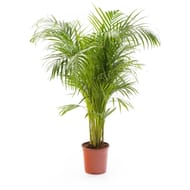 Areca pot 24 cm