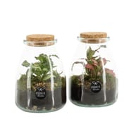 Terrarium 1 plante