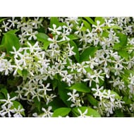 Jasmin Persistant pot 6 litres - tipi 150 cm