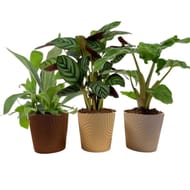 Plante verte de luxe pot 12cm céramique