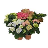 Hortensia p 14 cm