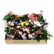 Plante fleurie pot 9 cm