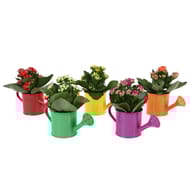 Kalanchoé en arrosoir zinc