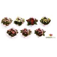 Kalanchoé Gardenlina 4-pack