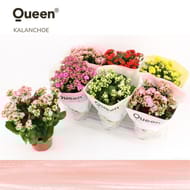 Kalanchoé Queen 14cm