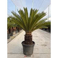 Cycas h120 cm revoluta tr 40 cm
