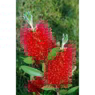 Callistemon variés c4/4.5