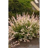 Salix integra Hakuro Nishiki C4/4.5