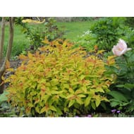 Spirea japonais feuillage deco C4/4.5