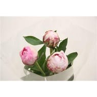 Bouquet de 3 pivoines
