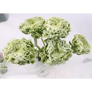 Bouquet de 5 renoncules clone