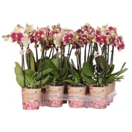 Phalaenopsis 2 tiges pot 9cm