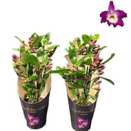 Dendrobium pot 12cm