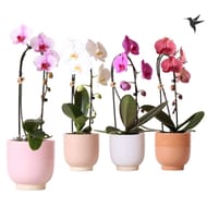 Phalaenopsis 1 tige cascade pot 12cm céramique