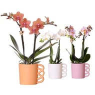 Phalaenopsis pot 9cm 2 tiges céramique