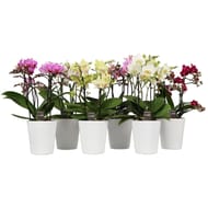 Phalaenopsis 3/5 tiges pot 12cm céramique