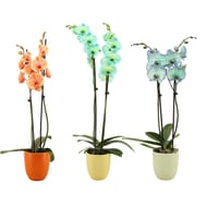 Phalaenopsis 2 tiges pot 12cm teintés céramique