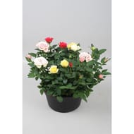 Rosier festival pot de 20 cm