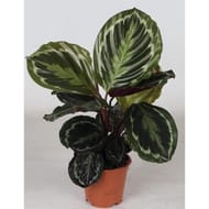 Calathea pot de 14 cm